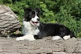 BORDER COLLIE 583